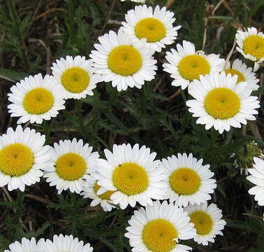 Image of Oxeye Daisy