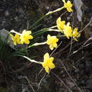 Image of Narcissus rupicola Dufour