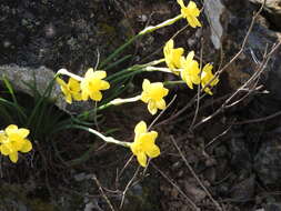 Image of Narcissus rupicola Dufour