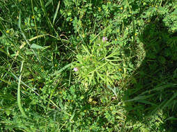 Image of cut-leaved cranesbill