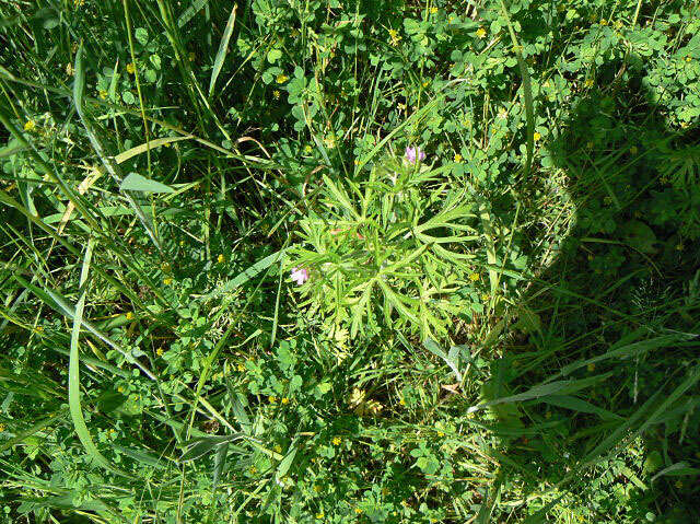 Image of cut-leaved cranesbill