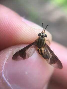 Image of Chrysops aberrans Philip 1941