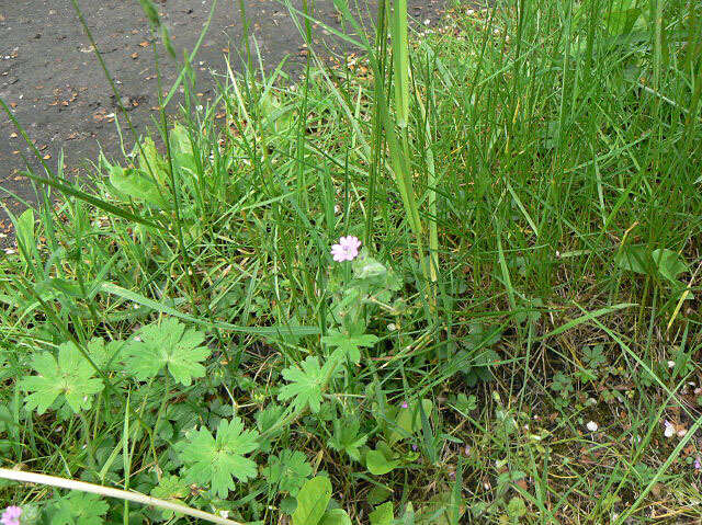 Imagem de Geranium molle L.