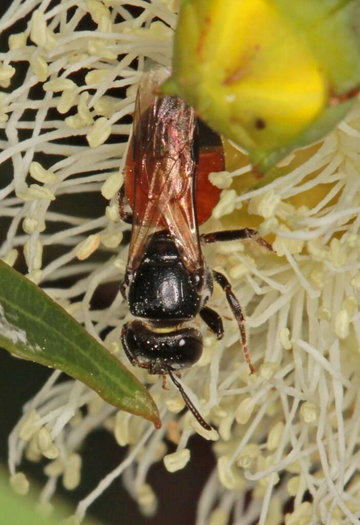 صورة Euryglossa adelaidae Cockerell 1905