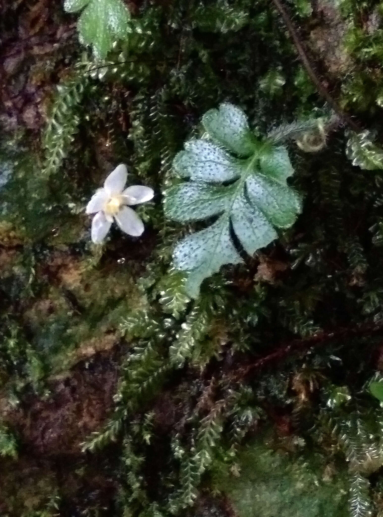 Ellisiophyllum pinnatum (Wall. ex Benth.) Makino resmi