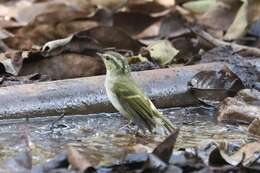 Image of Chinese Leaf Warbler