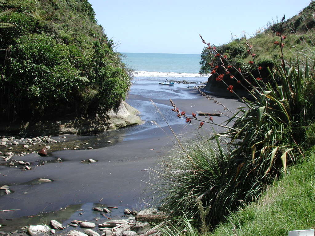 Image of New Zealand flax