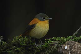 Image of Black-and-orange Flycatcher