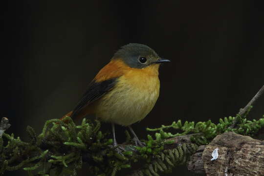 Ficedula nigrorufa (Jerdon 1839) resmi