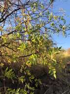 Image of Bursera laxiflora S. Wats.