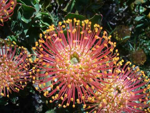 Image of red pincushion-protea