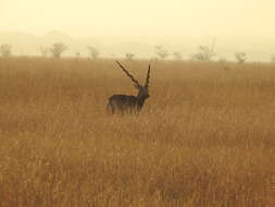 Image of Blackbuck