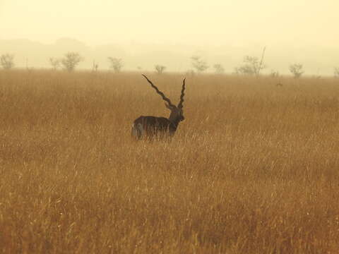 Image of Blackbuck