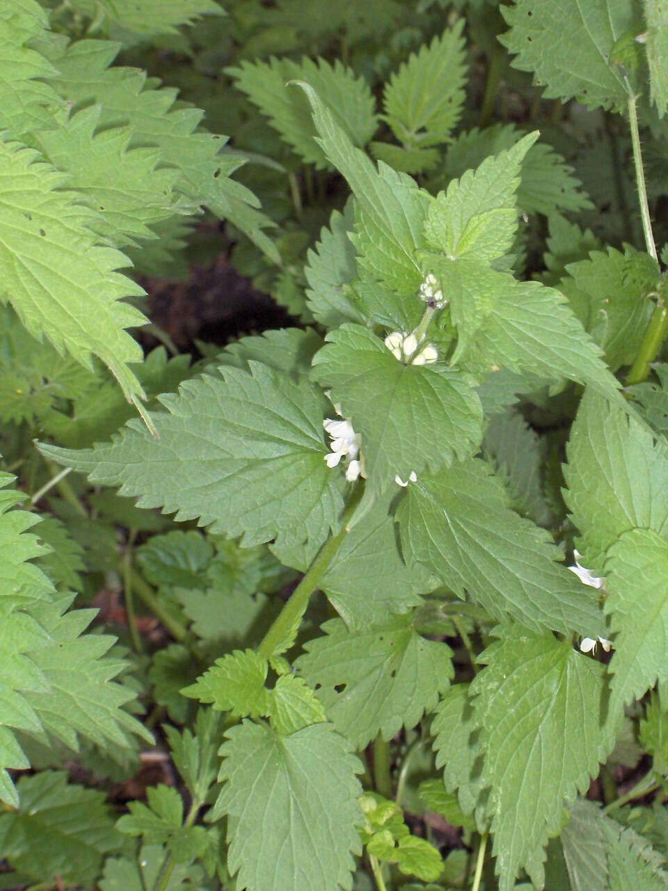 Image of white deadnettle