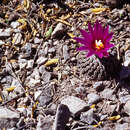 Plancia ëd Turbinicarpus pseudopectinatus (Backeb.) Glass & R. A. Foster