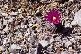 Image of Turbinicarpus pseudopectinatus (Backeb.) Glass & R. A. Foster