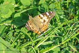 Image of Vanessa cardui