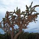 Слика од Dendrocereus nudiflorus (Engelm. ex Sauvalle) Britton & Rose