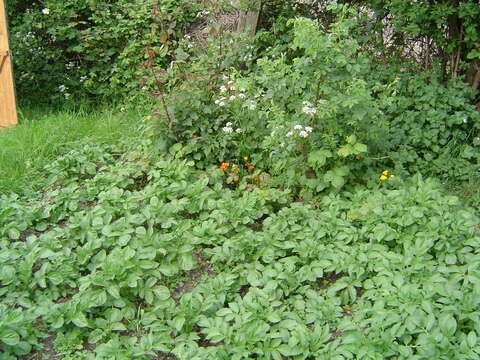 Plancia ëd Solanum tuberosum L.