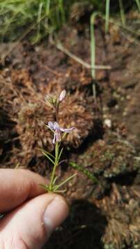 Image of Sieruela conrathii (Burtt Davy) Roalson & J. C. Hall