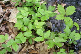 Image of dwarf red blackberry