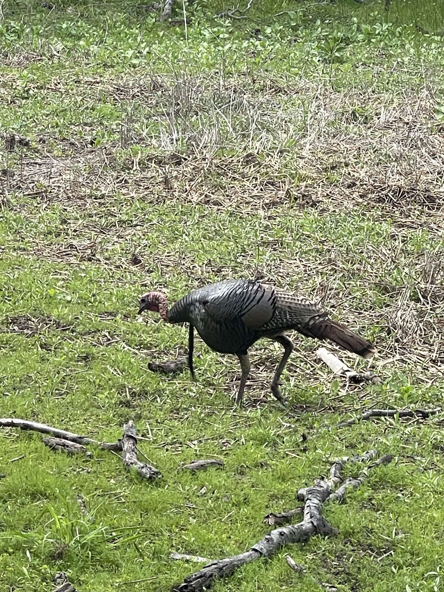 Imagem de Meleagris gallopavo osceola Scott 1890