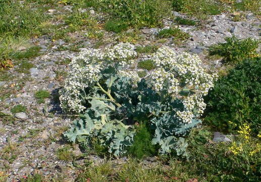 Image of sea kale