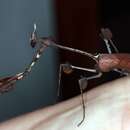 Image of Indian rose mantis