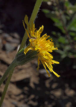 Image of alpine lake false dandelion