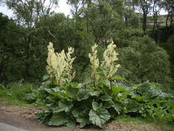 Image of Chinese rhubarb