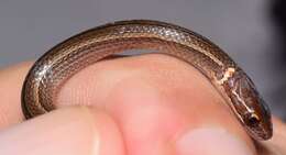 Image of Western Graceful Brown Snake