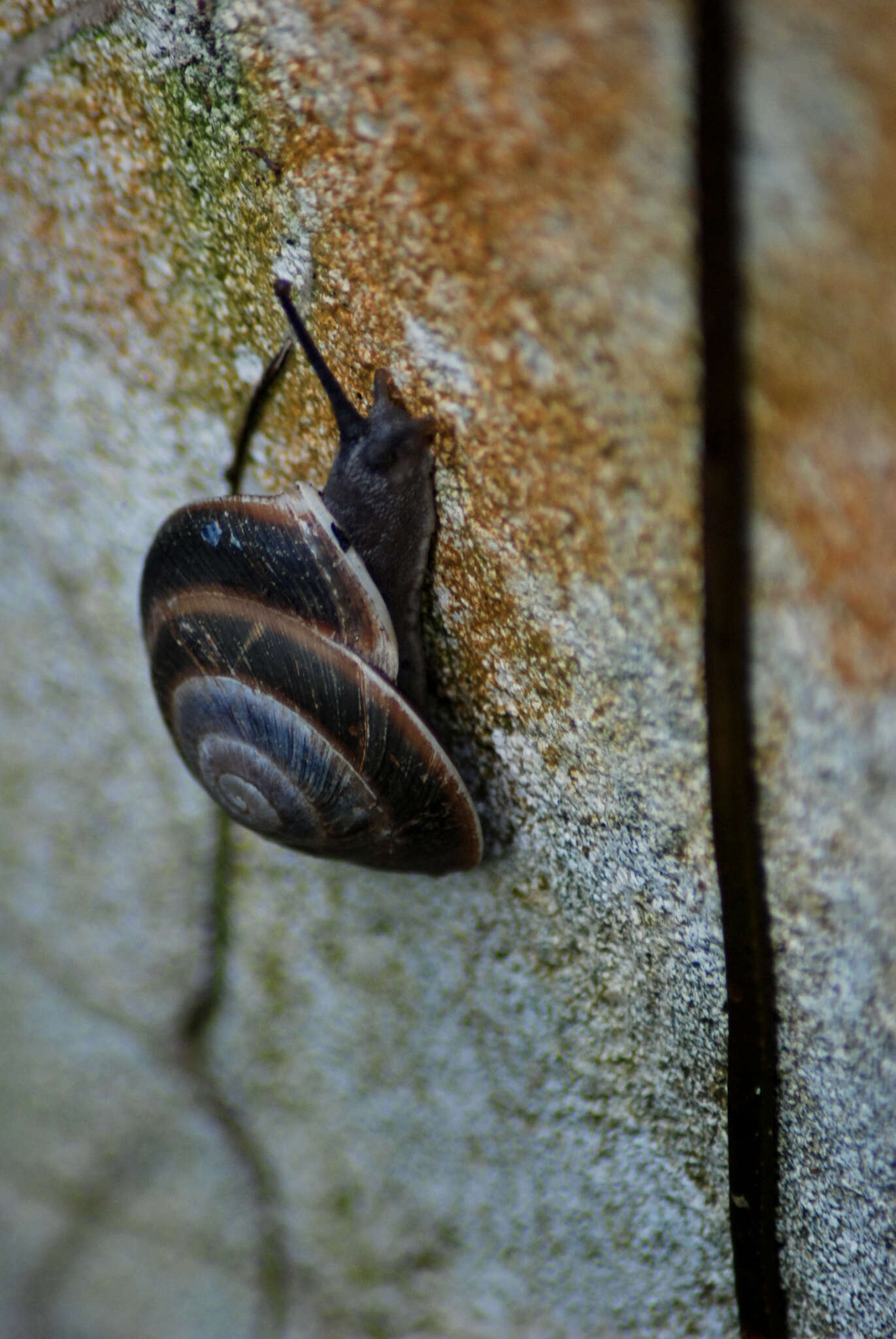 <i>Caracolus marginella</i>的圖片