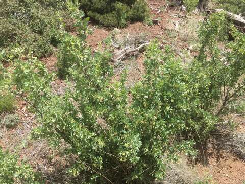 Image of pale desert-thorn