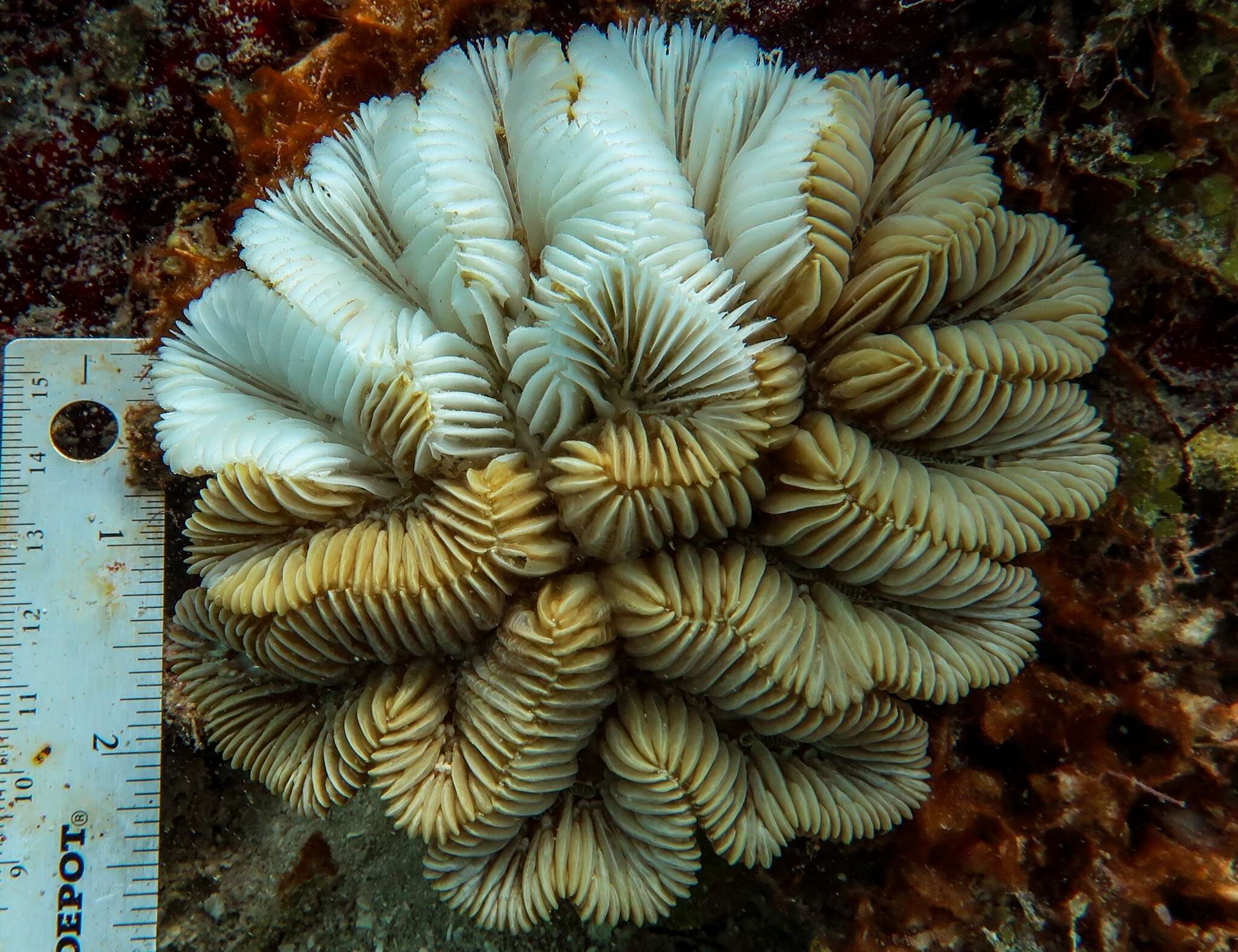 Image of Maze Coral