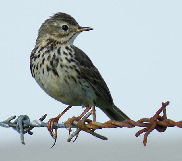 Image of Meadow Pipit