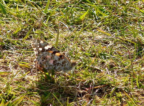 Image of Vanessa cardui