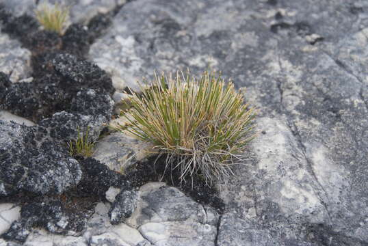 Trichophorum uniflorum (Trautv.) Malyschev & Lukitsch.的圖片