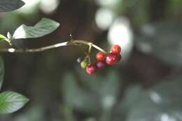 Plancia ëd Psychotria erythrocarpa Schltdl.