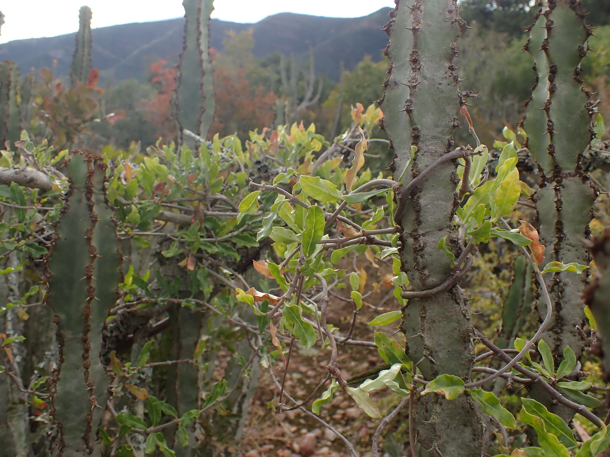 Image of Fockea edulis (Thunb.) K. Schum.