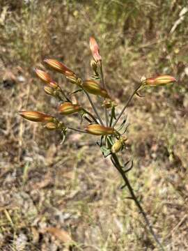 Image of Alstroemeria ligtu L.