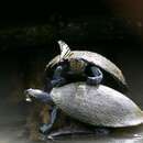 Image of Yellow-headed sideneck turtle