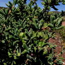 Tetragonia fruticosa L. resmi