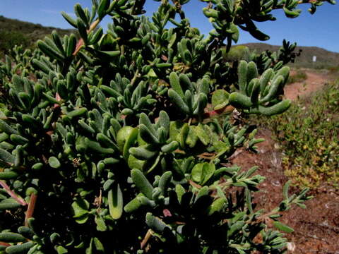 Image of Tetragonia fruticosa L.