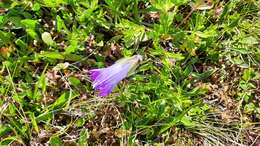 Image of Campanula tridentata Schreb.