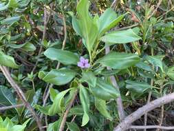 صورة Bontia bontioides (A. Gray) L. V. Aver'yanov