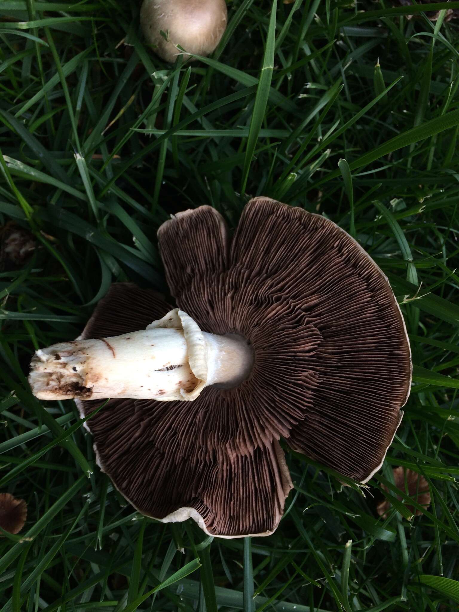 Image of Horse Mushroom