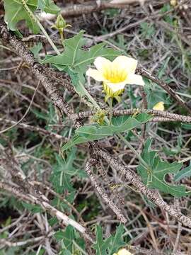 Coccinia sessilifolia var. sessilifolia resmi