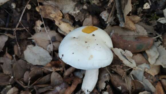 Plancia ëd Hygrophorus penarioides Jacobsson & E. Larss. 2007