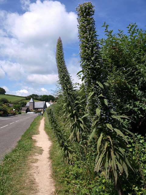 Plancia ëd Echium pininana Webb & Berth.