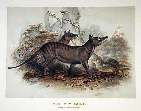 Image of thylacines